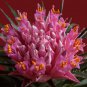 Cactus Bromeliad 20 PCS Seeds