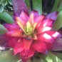 Cactus Bromeliad 20 PCS Seeds