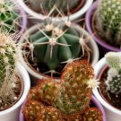 Cacti Cactus Crown Mix 10 PCS Seeds Cacti Cactus Crown Mix 10 PCS Seeds