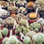 Cacti Cactus Crown Mix 10 PCS Seeds