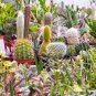 Cacti Cactus Crown Mix 10 PCS Seeds