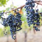 Cabernet Sauvignon Grape Hardy Plant 100 PCS Seeds
