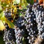 Cabernet Sauvignon Grape Hardy Plant 100 PCS Seeds
