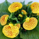 Calceolaria tomentosa Yellow Slipper Flower Lady's Purse 200 PCS Seeds