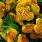 Calceolaria tomentosa Yellow Slipper Flower Lady's Purse 200 PCS Seeds
