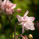 Burnished Rose Pink Aquilegia Columbine 50 PCS Seeds