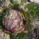 Cabbage January King 150 PCS Seeds