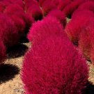 Burning Bush Grass Kochia Scoparia Summer Cypress 3500 PCS Seeds