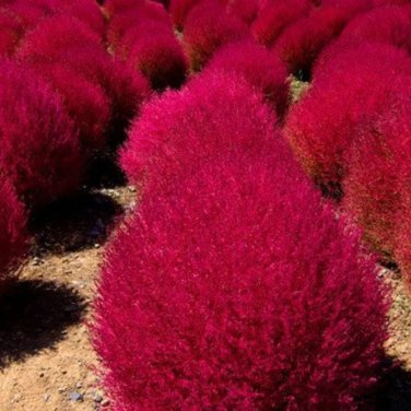 Burning Bush Grass Kochia Scoparia Summer Cypress 3500 PCS Seeds