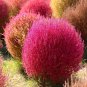 Burning Bush Grass Kochia Scoparia Summer Cypress 3500 PCS Seeds