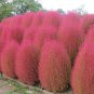 Burning Bush Grass Kochia Scoparia Summer Cypress 3500 PCS Seeds
