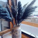 Bulish Black Pampas Grass 400 PCS Seeds Bulish Black Pampas Grass 400 PCS Seeds