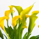 BULBS Calla Flower 2 PCS Seeds