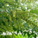 Buy Vitex Negundo Tree Semente 100 PCS Seeds Buy Vitex Negundo Tree Semente 100 PCS Seeds