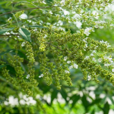 Buy Vitex Negundo Tree Semente 100 PCS Seeds