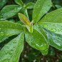 Buy Vitex Negundo Tree Semente 100 PCS Seeds