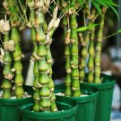 Buddha Bamboo Bonsai Ornamental Plants 100 PCS Seeds