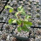 Bursera Hindsiana Torote Prieto Torchwood 1 PCS Seeds