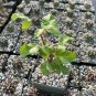 Bursera Hindsiana Torote Prieto Torchwood 1 PCS Seeds