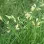Buchloe Dactyloides Grass 50 PCS Seeds