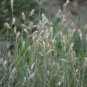 Buchloe Dactyloides Grass 50 PCS Seeds