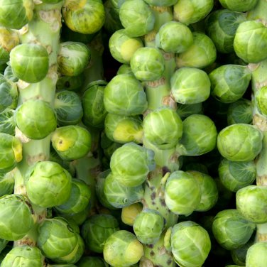 Brussel Sprouts Italian Mezzo Nano Vegetables 100 PCS Seeds