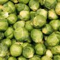 Brussel Sprouts Italian Mezzo Nano Vegetables 100 PCS Seeds