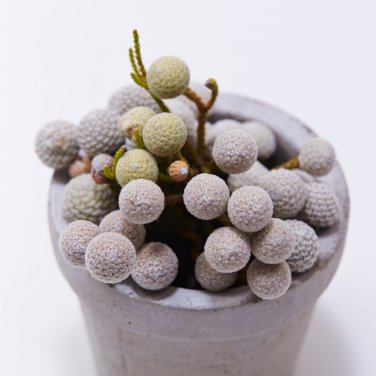 Brunia albiflora Brunia Laevis Garden Plants 5 PCS Seeds