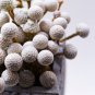 Brunia albiflora Brunia Laevis Garden Plants 5 PCS Seeds