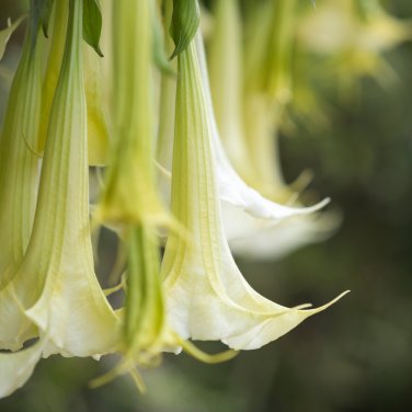 Brugmansia Datura Mixed 100 PCS Seeds