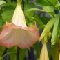Brugmansia Datura Mixed 100 PCS Seeds