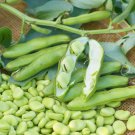 Broad Bean Aquadulce Organic Vegetables 6 PCS Seeds Broad Bean Aquadulce Organic Vegetables 6 PCS Seeds