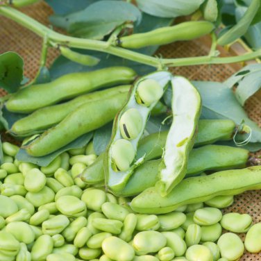 Broad Bean Aquadulce Organic Vegetables  6 PCS Seeds
