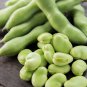 Broad Bean Aquadulce Organic Vegetables 6 PCS Seeds