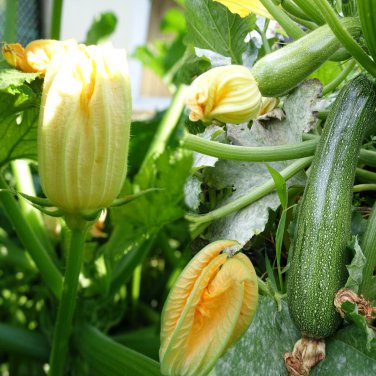 British Summer Courgette Hybrid 10 PCS Seeds
