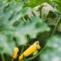 British Summer Courgette Hybrid 10 PCS Seeds