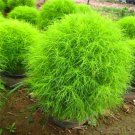 Broomsedge Flores Lawn plantas Bonsai Lawn Plante 100 PCS Seeds