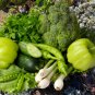 Broccoli Early White Sprouting Green Vegetable 120 PCS Seeds