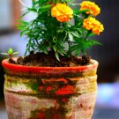 Bright Yellow Potted Marigold 50 PCS Seeds Bright Yellow Potted Marigold 50 PCS Seeds