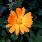 Bright Yellow Potted Marigold 50 PCS Seeds