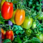 Bright Yellow Cherry Tomato 'Saintess' Organic 300 PCS Seeds