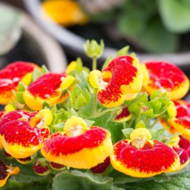 Calceolaria Purse Flower Original Package 30 PCS Seeds