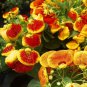 Calceolaria Purse Flower Original Package 30 PCS Seeds
