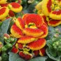 Calceolaria Purse Flower Original Package 30 PCS Seeds