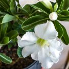 Bright White Adenium with light pink stripe Desert Rose Flower 2 PCS Seeds