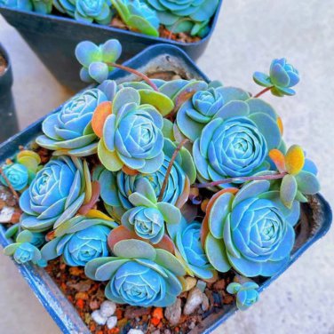 Bright Blue Lithops Livingstones Bonsai Indoor 100 PCS Seeds