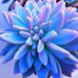 Bright Blue Lithops Livingstones Bonsai Indoor 100 PCS Seeds