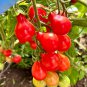 Bright Red Pear Cherry Tomato Organic 200 PCS Seeds