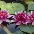 'Bride' Red Lotus Flower Water Lily Flower Aquatic Plants 1 PCS Seeds 'Bride' Red Lotus Flower Water Lily Flower Aquatic Plants 1 PCS Seeds