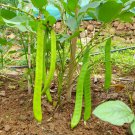 Brazil Nut Sword Bean Vegetable Organic 3 PCS Seeds Brazil Nut Sword Bean Vegetable Organic 3 PCS Seeds